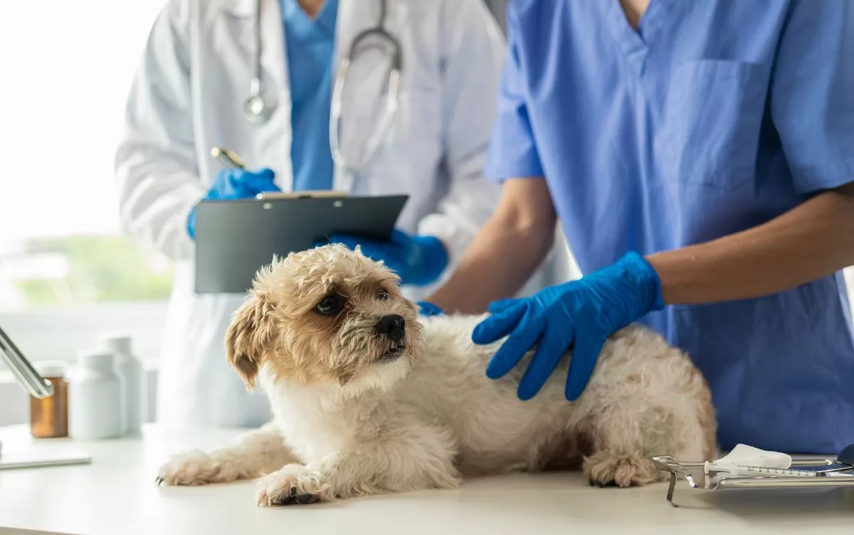 Pet Health