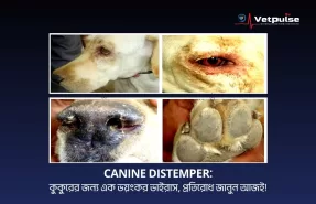 Canine Distemper