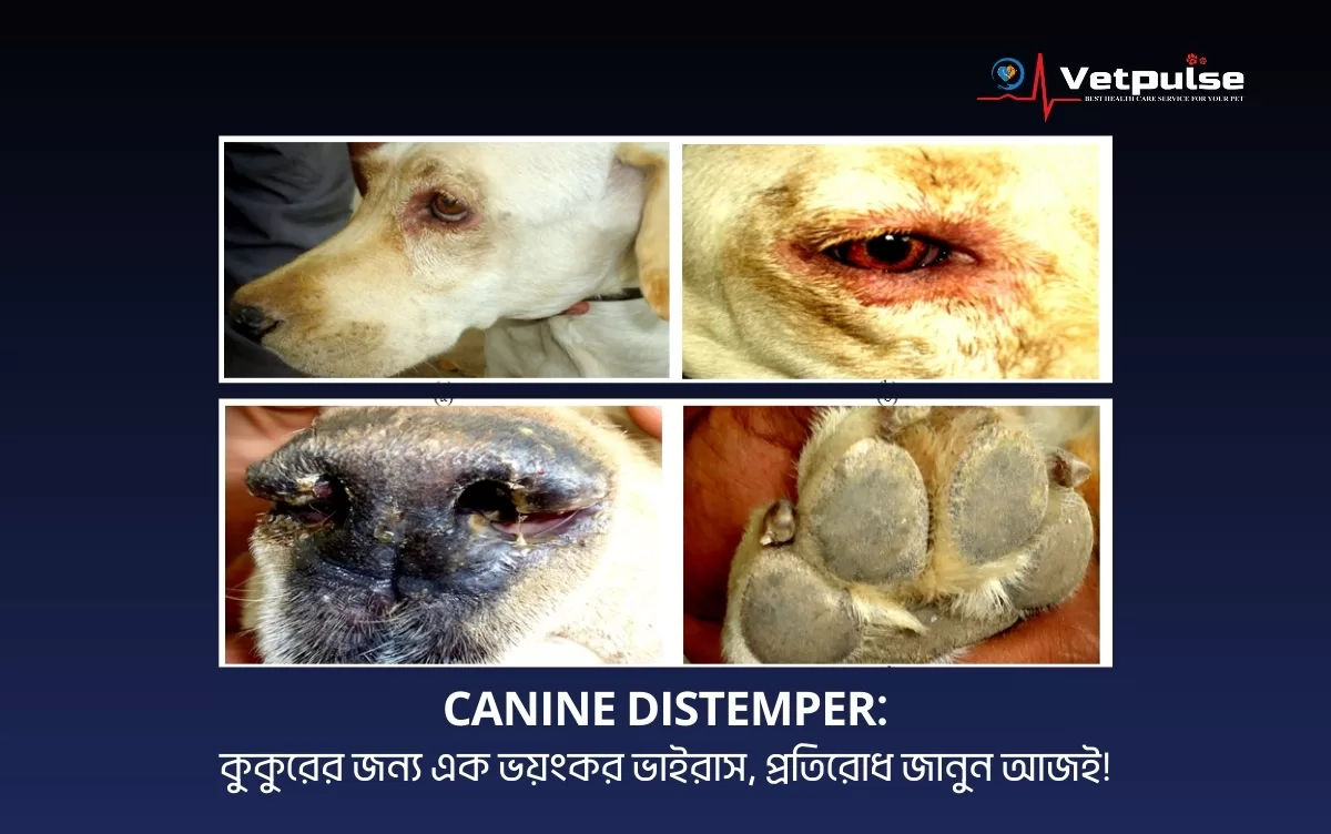 Canine Distemper